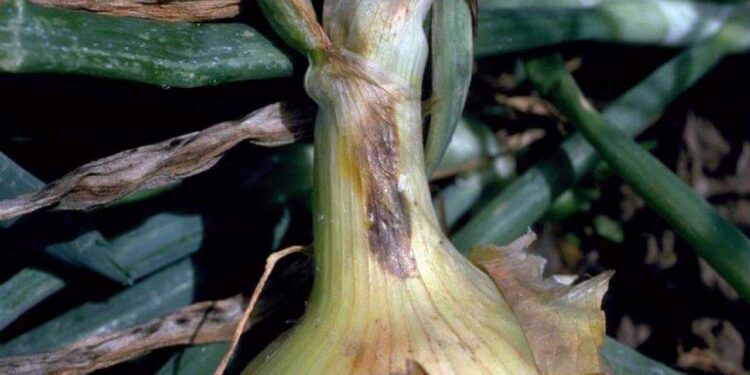 اللطعة الأرجوانية في البصل.. قائمة المبيدات المعتمدة للمكافحة وأعراض وتوقيت الإصابة 1 اللطعة الارجوانية في البصل