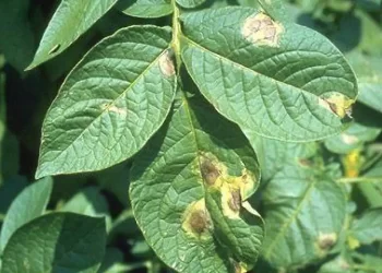 اللفحة المتأخرة