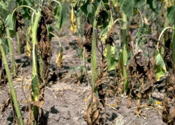 الممرضات النباتية