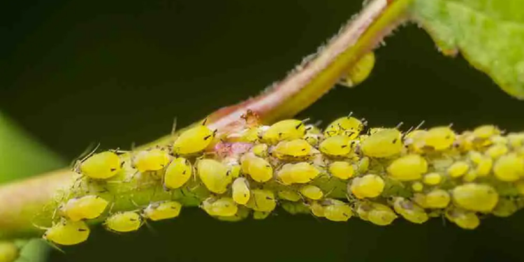 المن على الخيار.. "المبيدات" تضع روشتة العلاج و28 مُركبًا كيميائيًا مُعتمدًا للمكافحة 1 المن على الخيار