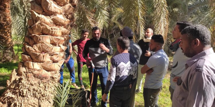 "أهم الممارسات الزراعية التي تجرى على النخيل" يوما حقليا بالواحات البحرية 1 النخيل