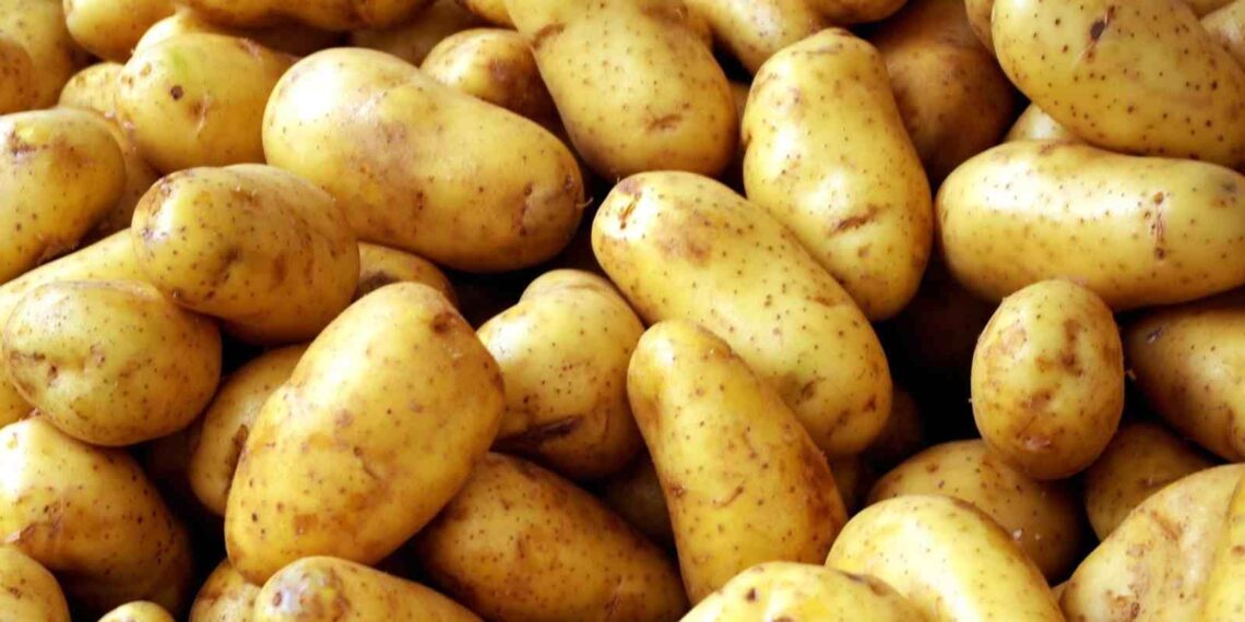 الندوه المتاخرة