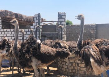 تربية النعام