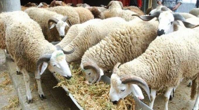 دوار الرأس في الأغنام.. أسباب الإصابة والأعراض وأبرز الإجراءات الواجب اتباعها 1 دوار الرأس في الأغنام