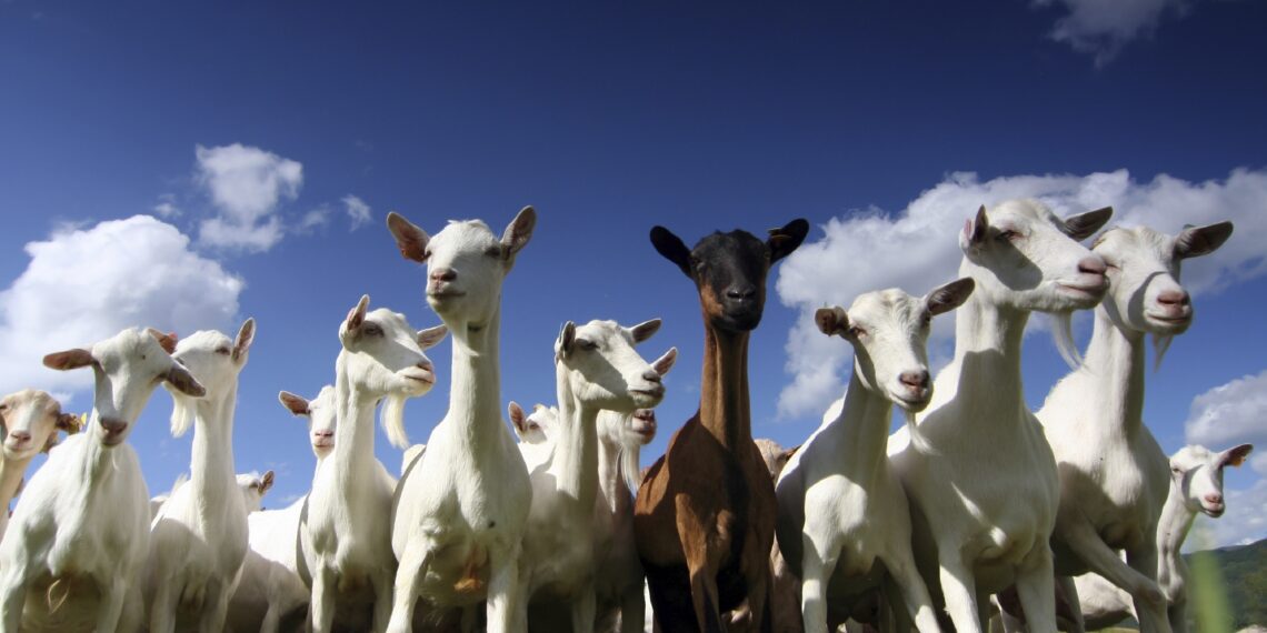 الأغنام والماعز