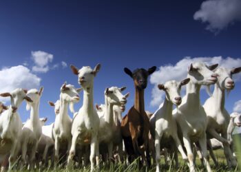 الأغنام والماعز