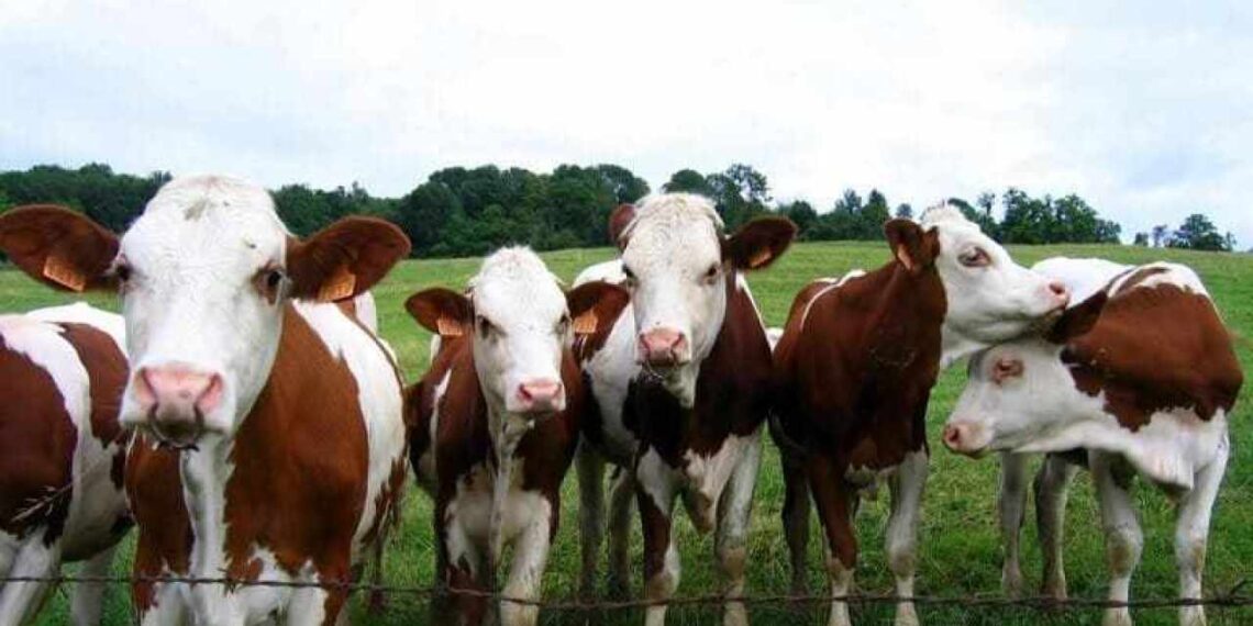 تسمين العجول