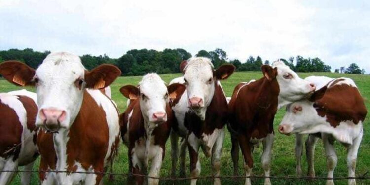 تسمين العجول.. قواعد الشراء والبيع ومحاور استراتيجيات التغذية الصحيحة 1 تسمين العجول