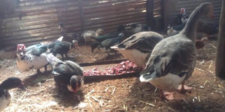 تغذية البط.. أبرز البدائل المُتاحة عوضًا عن العلائق التقليدية 1 تغذية البط