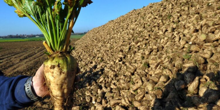 التبقع السركسبوري في البنجر.. "لجنة المبيدات" تقدم 17 مركبًا معتمدًا للمكافحة 1 التبقع السركسبوري في البنجر