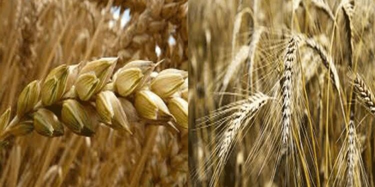 المكافحة الكيميائية لحشائش القمح.. توصيات شهر يناير وقائمة المبيدات الموصى بها 1 المكافحة الكيميائية لحشائش القمح