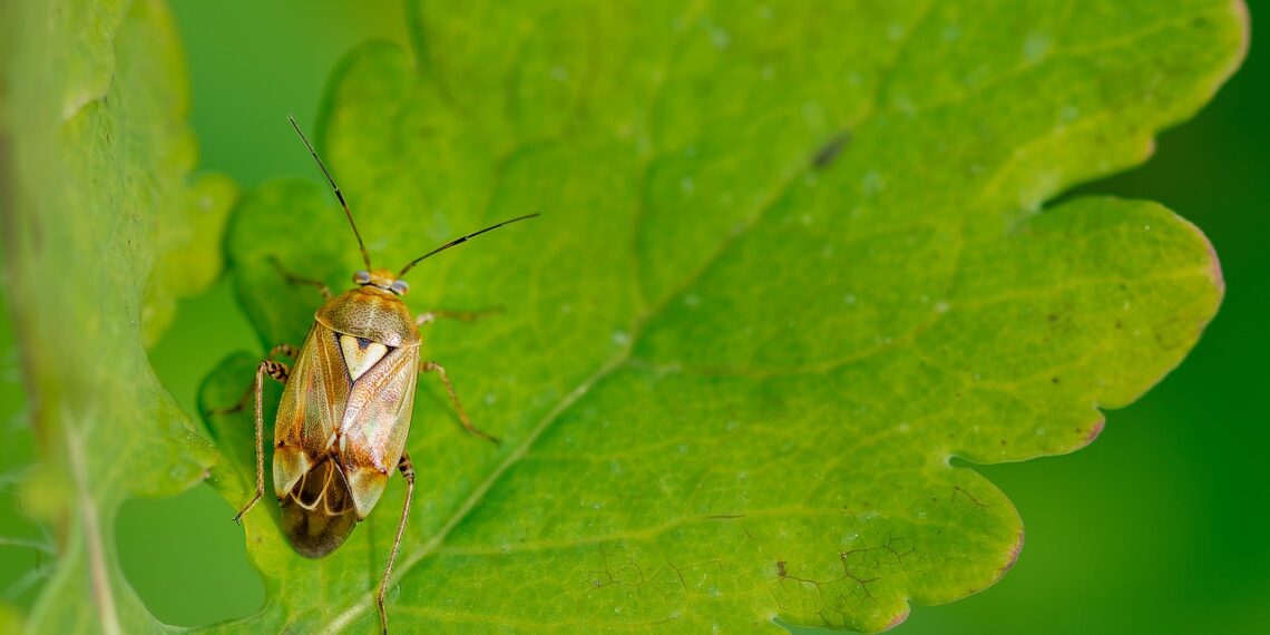 حشرة التربس