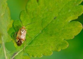 حشرة التربس