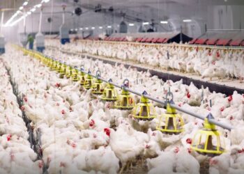 بداري البيض