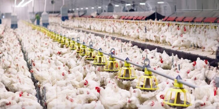 تعرف على أهداف مشروع إنتاج بداري البيض بالعامرية 1 بداري البيض