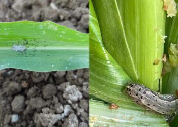 دودة الحشد الخريفية