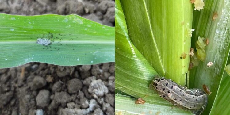 دودة الحشد الخريفية