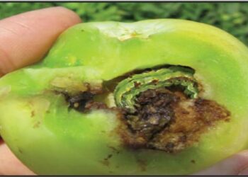 دودة اللوز الأمريكية