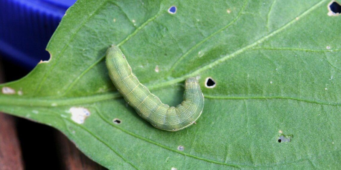 دودة ورق القطن في البرسيم.. الأعراض وتوقيت الإصابة وقائمة مبيدات المكافحة المُعتمدة 1 دودة ورق القطن