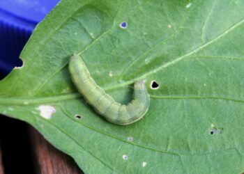 دودة ورق القطن