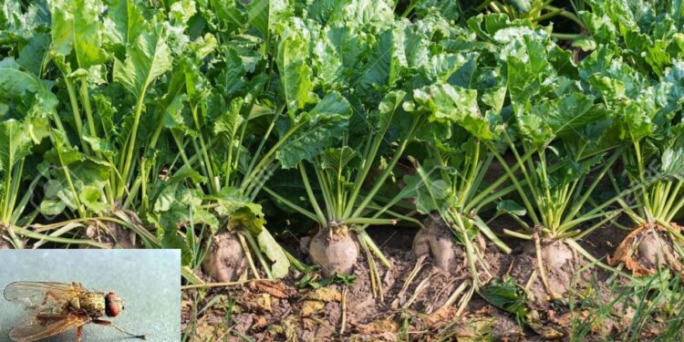 ذبابة البنجر.. أعراض وتوقيت الإصابة وبرنامج المكافحة والمبيدات المعتمدة للقضاء عليها 1 ذبابة البنجر