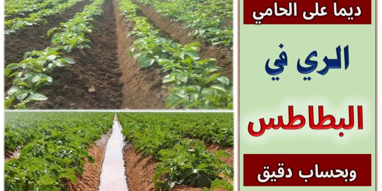 ري البطاطس .. مستشار وزير الزراعة يوجه حزمة توصيات هامة 1 ري البطاطس