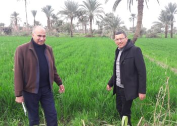 محصول القمح