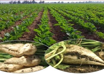 نيماتودا بنجر السكر