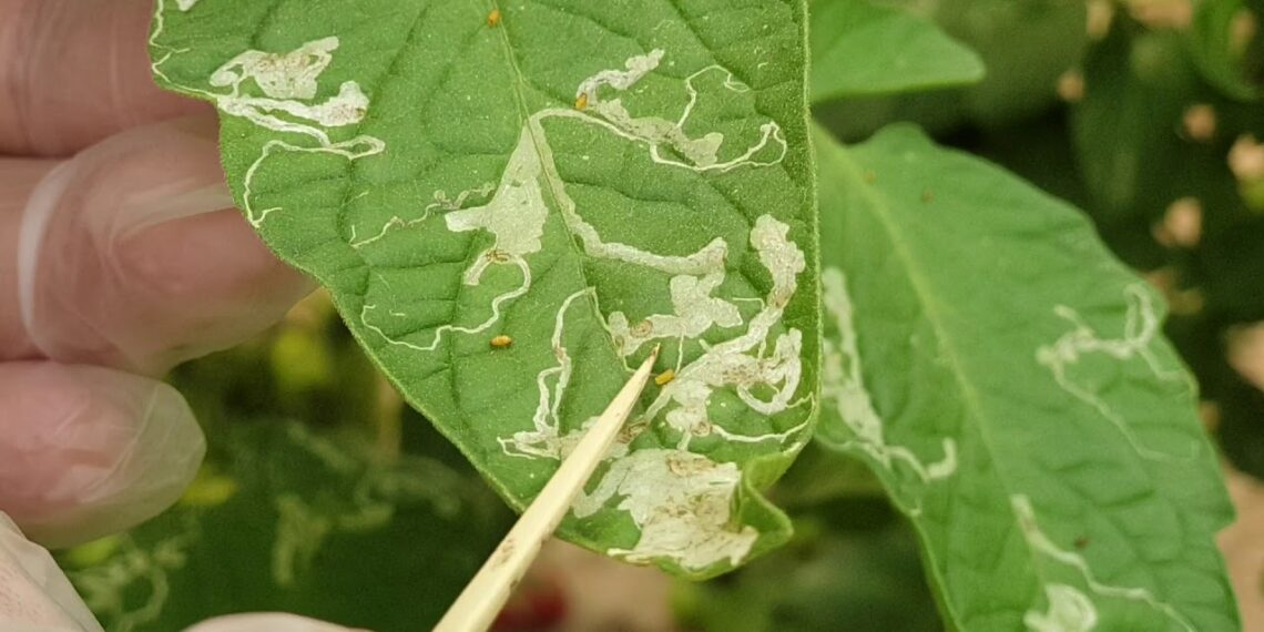 صانعات انفاق الطماطم