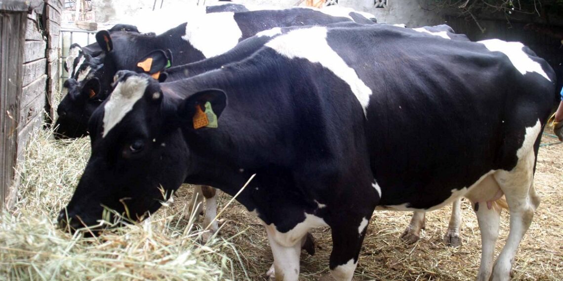 علاج الإسهال عند العجول