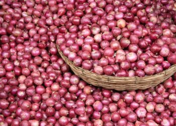 محصول البصل