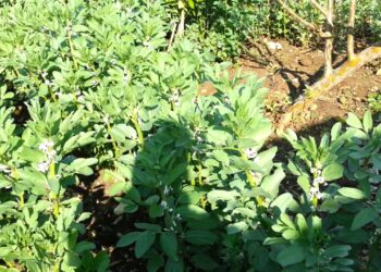 الفول البلدي