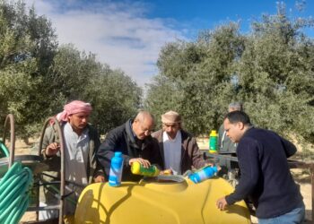 آفات الزيتون