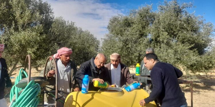 آفات الزيتون ..بحوث الصحراء يطلق حملة إرشادية لمكافحتها بوسط سيناء 1 آفات الزيتون