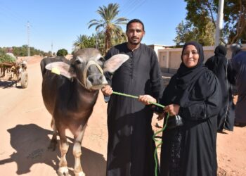 مشروع الاستثمارات الزراعية