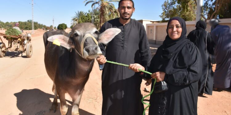 مشروع الاستثمارات الزراعية المستدامة (SAIL) يوزع 35 رأس ماشية مجانا للسيدات الأكثر احتياجا بأسوان 1 مشروع الاستثمارات الزراعية