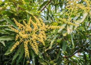 بحوث البساتين