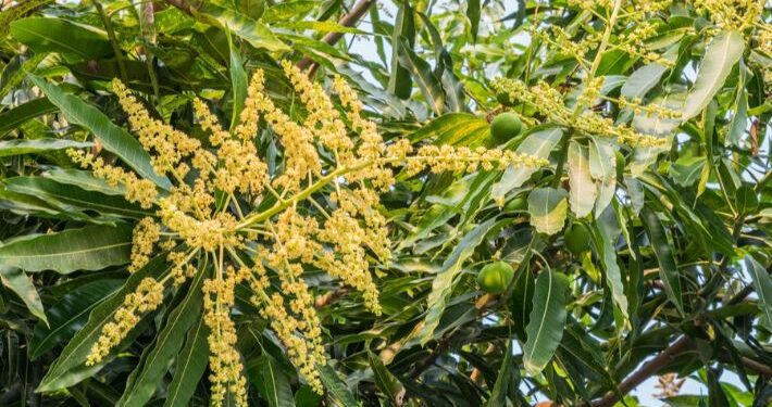 بحوث البساتين