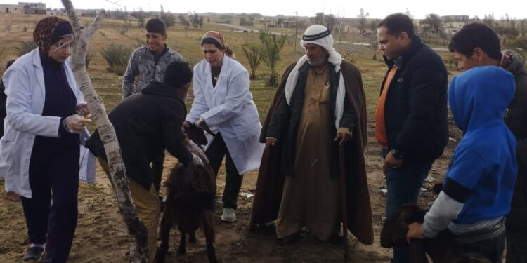 الزراعة: بحوث الصحراء ينظم قافلة بيطرية مجانية لدعم المزارعين وصغار المربين بشمال سيناء 1 بحوث الصحراء