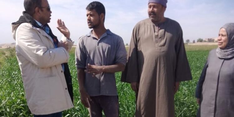 القمح.. "الزراعة" تتابع عمليات حصر وتدقيق المساحات بمحافظة سوهاج 1 القمح