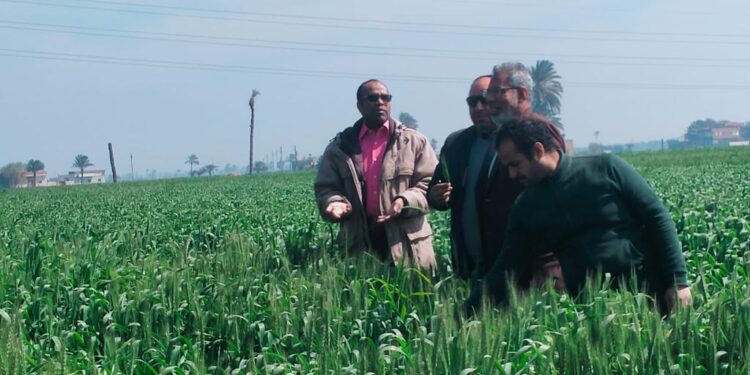 القمح.. "الزراعة" تواصل أعمال الحصر وتدقيق المساحات في "أسيوط" 1 القمح