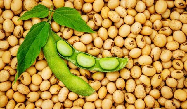 برلمانى : إعلان الرئيس عن زراعة 500 ألف فدان فول صويا يؤكد قدرة الدولة علي مواجهة التحديات 1 برلمانى : إعلان الرئيس عن زراعة 500 ألف فدان فول صويا يؤكد قدرة الدولة علي مواجهة التحديات