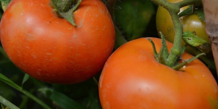 آفات الطماطم.. أخطر 8 إصابات تُهدد المحصول وخطوات المكافحة وجدول المبيدات المُعتمدة 1 آفات الطماطم