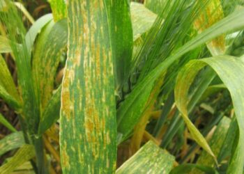 أصداء القمح