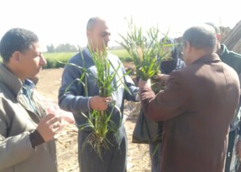 أمراض النباتات