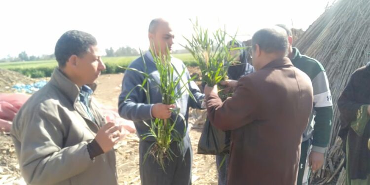 "الزراعة" تستعرض ملخصا لأنشطة معهد بحوث أمراض النباتات خلال يناير 1 أمراض النباتات