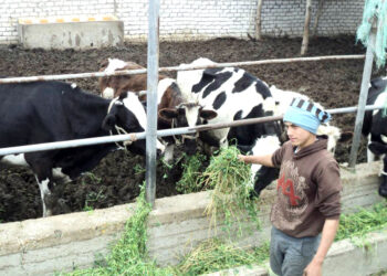 اختيار الطلائق