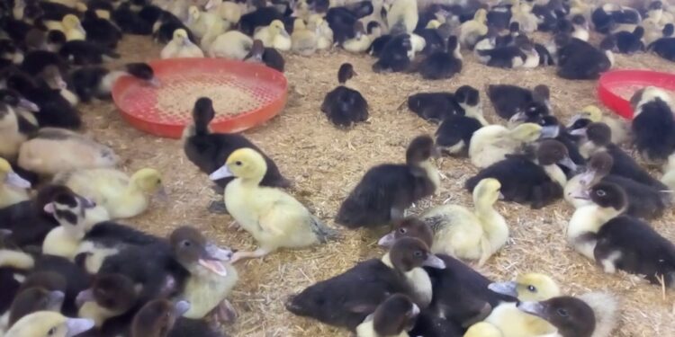 البط المسكوفي .. د.صفوت كمال يوضح احتياجاته الغذائية 1 البط المسكوفي