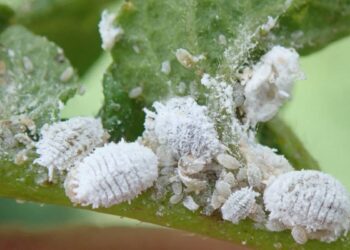 البق الدقيقي