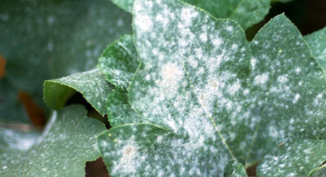 البياض الدقيقي على البطيخ.. 6 علامات للإصابة و6 مبيدات للمكافحة "تعرف عليها" 1 البياض الدقيقي على البطيخ